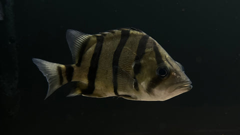 NTT Datnoid (Datnioides undecimradiatus) - Large