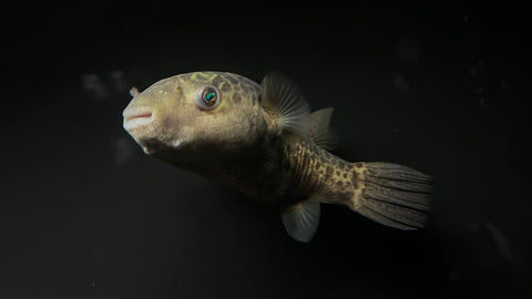 Saba Giant Green Puffer (Dichotomyctere sabahensis)