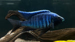 Mloto Cichlid (Copadichromis trewavasae)