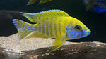 Sunshine / Benga Peacock (Auloncara baenschi)
