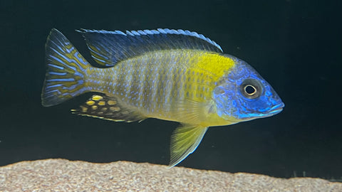 Flavescent Peacock (Aulonocara stuartgranti)