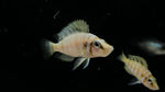 Talama Comp (Altolamprologus compressiceps)