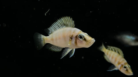 Talama Comp (Altolamprologus compressiceps)