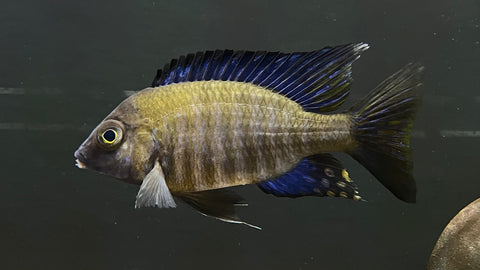 Chitande Peacock (Aulonocara ethelwynnae)