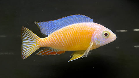 Albino Taiwan Reef (Protomelas sp. Steveni Taiwan)