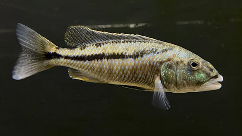 Malawi Hawk (Aristochromis christyi)