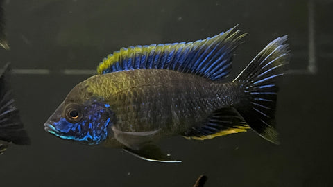Lwanda Peacock (Aulonocara sp.)