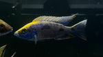 Yellow Blaze (Otopharynx lithobates)
