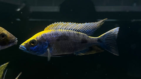 Yellow Blaze (Otopharynx lithobates)