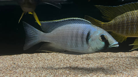 Deep Water Hap (Placidochromis electra)