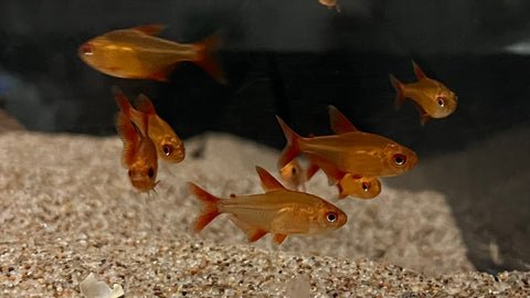 Cherry Red Muzel Tetra (Hyphessobrycon sp. "Muzel") - RARE