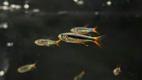 Redfin Penguin Tetra (Thayeria sp.) - Guaranta do Norte