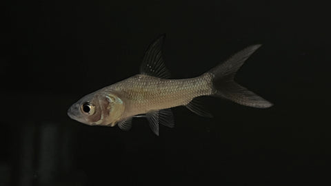 Giant Siamese Carp (Catlocarpio siamensis)