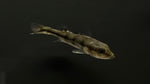 Kelberi Peacock Bass (Cichla kelberi)