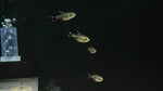 Peppermill Tetra (Hyphessobrycon peugeoti)