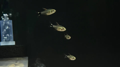 Peppermill Tetra (Hyphessobrycon peugeoti)