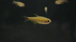 Red Eye Kerri Tetra (Inpaichthys parauapiranga)
