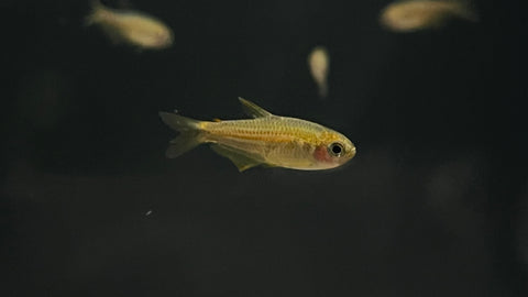 Red Eye Kerri Tetra (Inpaichthys parauapiranga)