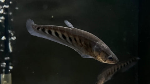 Clown Knifefish (Chitala Blanci) - Small
