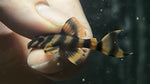L-306 Blood Red Tiger Pleco (Panaqolus claustellifer)