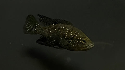 Starry Night Cichlid "Bleekeri" (Paratilapia bleekeri) - Medium