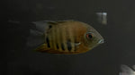 Red Shoulder / Rotkeil Severum (Heros efasciatus) - Large