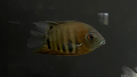 Red Shoulder / Rotkeil Severum (Heros efasciatus) - Large