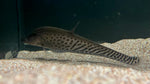 Royal Clown Knifefish (Chitala Blanci) - Medium