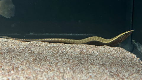 Orange Spot Eel (Mastacembelus liberiensis)