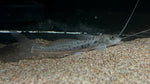 Vulture Catfish (Calophysus macropterus)