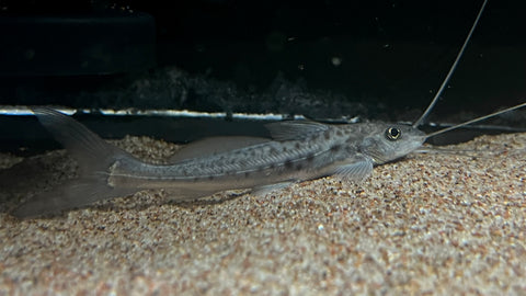 Vulture Catfish (Calophysus macropterus)