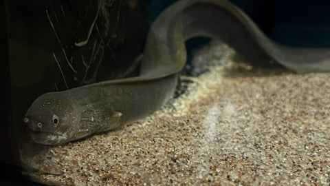 Freshwater Snowflake Moray / Indian Mud Eel (Gymnothorax tile) - WYSIWYG