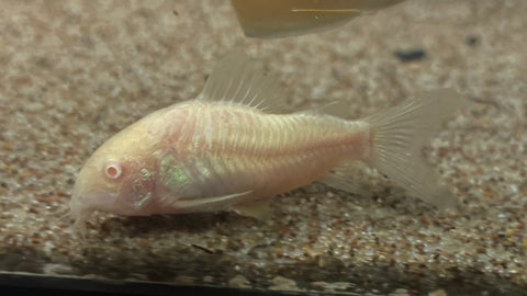 Albino Cory (Corydoras aeneus)