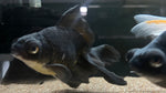 Black Moor Goldfish (Carassius auratus)