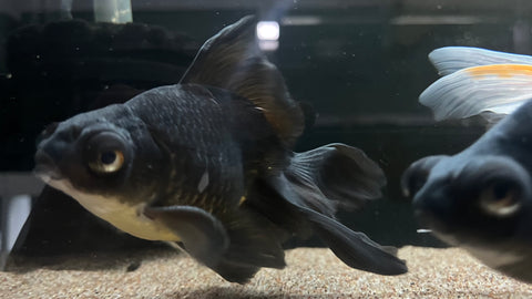 Black Moor Goldfish (Carassius auratus)
