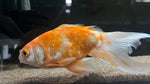 Assorted  Goldfish (Carassius auratus) - WYSIWYG