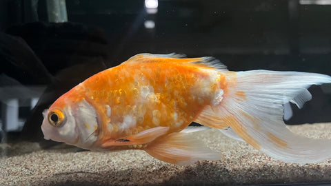 Assorted  Goldfish (Carassius auratus) - WYSIWYG