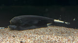 Black Ghost Knife (Apteronotus albifrons)