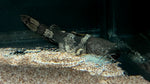Giant Bumblebee Catfish (Pseudopimelodus bufonius) - WYSIWYG