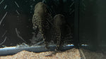 L-455 Tiger Rubberlip Pleco (Chaetostoma sp.)