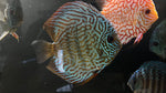 Turquoise Discus (Symphysodon sp.)