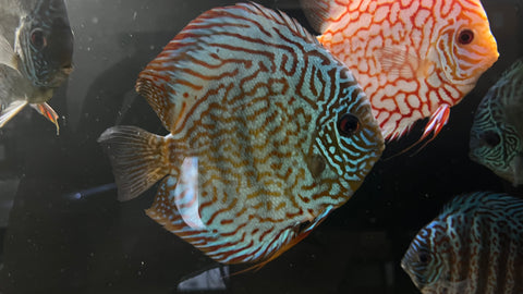 Turquoise Discus (Symphysodon sp.)