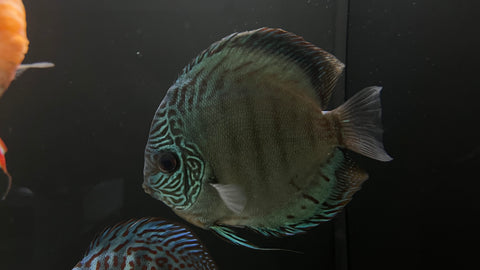 Cobalt Discus (Symphysodon sp.)