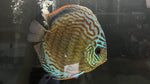 Royal Discus (Symphysodon sp.)