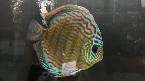Royal Discus (Symphysodon sp.)