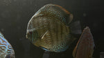 Snakeskin Discus (Symphysodon sp.) - Large