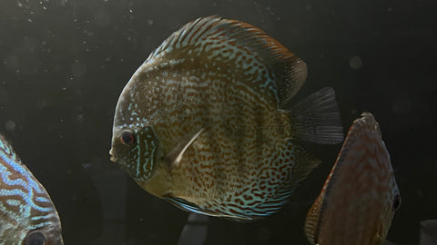 Snakeskin Discus (Symphysodon sp.) - Large
