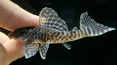 L-333 King Tiger Pleco (Hypancistrus sp.) -Medium