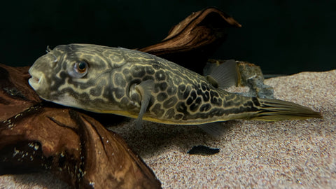Mbu Puffer (Tetraodon mbu) - T146 WYSIWYG