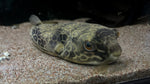 Mbu Puffer (Tetraodon mbu) - T109 WYSIWYG